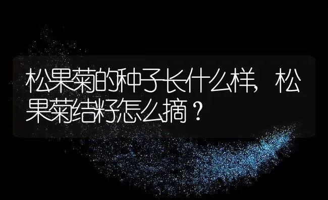 松果菊的种子长什么样,松果菊结籽怎么摘？ | 养殖科普