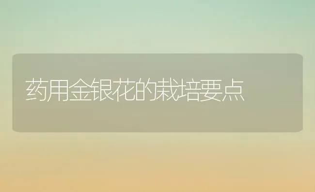 药用金银花的栽培要点 | 养殖知识