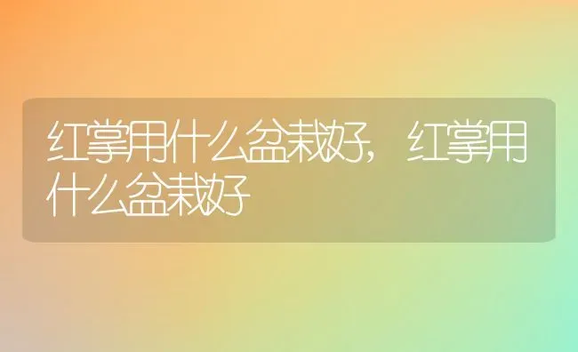 红掌用什么盆栽好,红掌用什么盆栽好 | 养殖科普