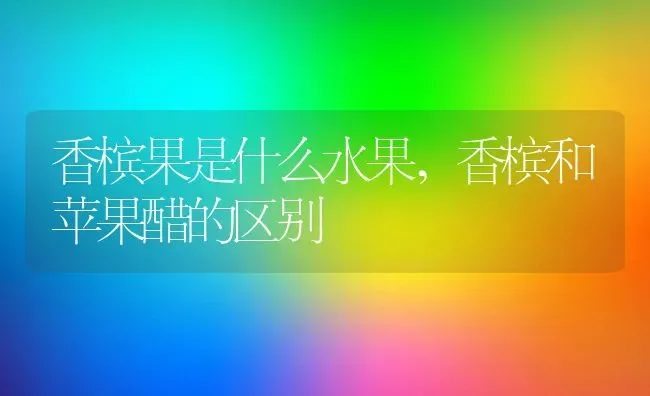 香槟果是什么水果,香槟和苹果醋的区别 | 养殖学堂