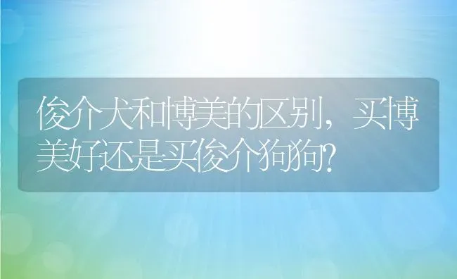 俊介犬和博美的区别,买博美好还是买俊介狗狗？ | 养殖学堂