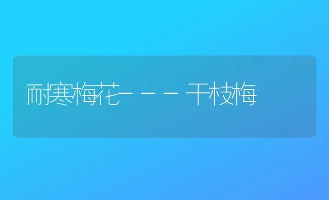 耐寒梅花---干枝梅 | 养殖技术大全