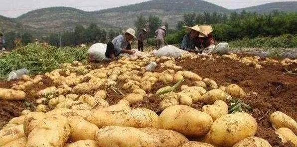 马铃薯晚疫病的发病原因与防治方法 | 生活妙招