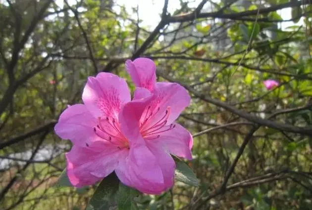 毛杜鹃是草本还是木本,杜鹃花是早本还是木本？