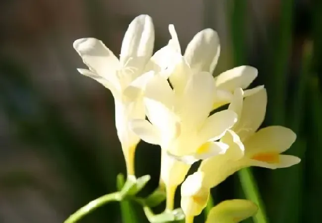如何种植香雪兰种球,香雪兰种球8月份能种吗？