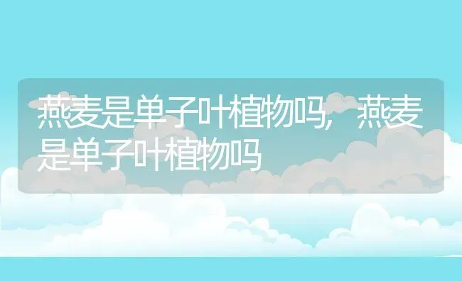 燕麦是单子叶植物吗,燕麦是单子叶植物吗 | 养殖科普