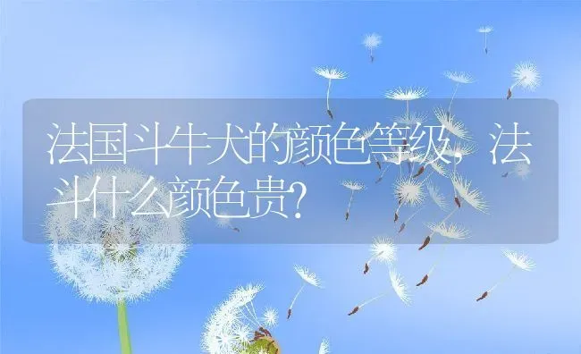 法国斗牛犬的颜色等级,法斗什么颜色贵？ | 养殖学堂
