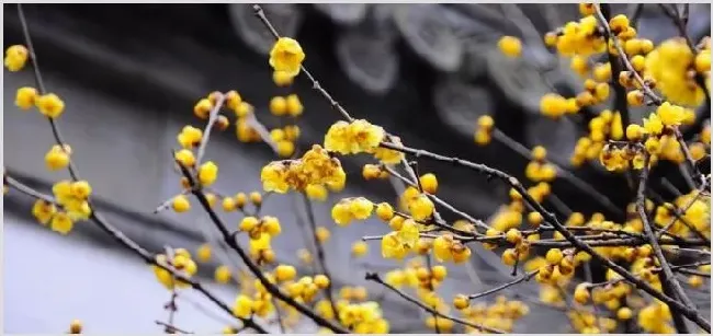 北方能过冬的庭院花 | 生活常识