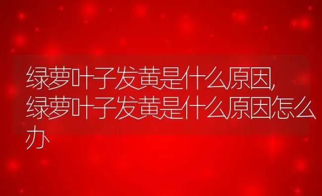 绿萝叶子发黄是什么原因,绿萝叶子发黄是什么原因怎么办 | 养殖科普