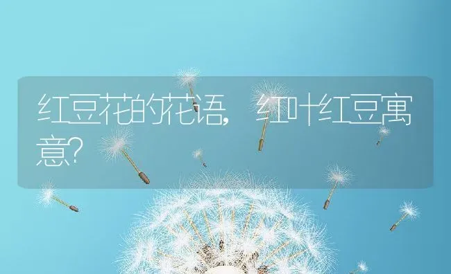 红豆花的花语,红叶红豆寓意？ | 养殖科普