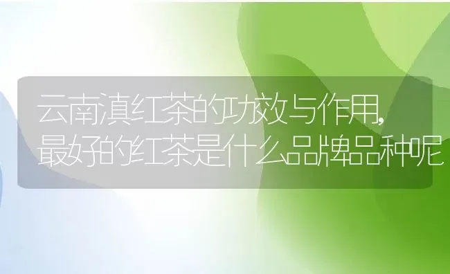 云南滇红茶的功效与作用,最好的红茶是什么品牌品种呢 | 养殖学堂