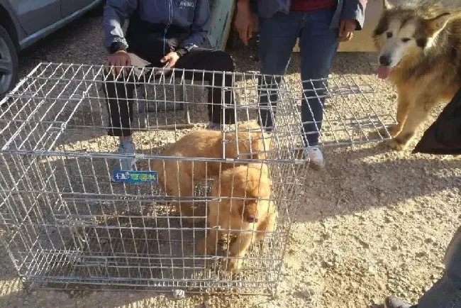 三百元能买一只金毛幼犬吗,300块钱一只的金毛，大家觉得怎么样？