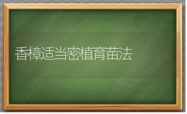 香樟适当密植育苗法 | 养殖技术大全