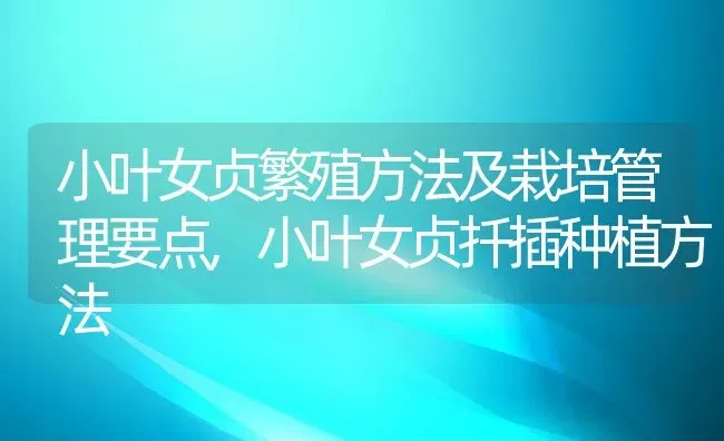 小叶女贞繁殖方法及栽培管理要点,小叶女贞扦插种植方法 | 养殖学堂