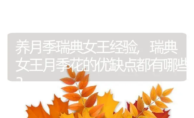 养月季瑞典女王经验,瑞典女王月季花的优缺点都有哪些？ | 养殖科普
