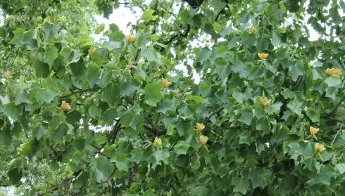 鹅掌楸木和橡木哪个好,原木门是橡木好，还是鹅掌楸的好？