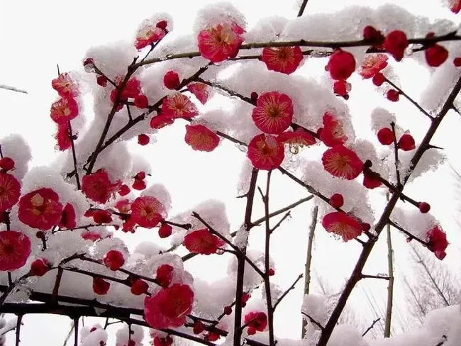 梅花用什么土种植比较好,骨里红梅花用什么土栽培？