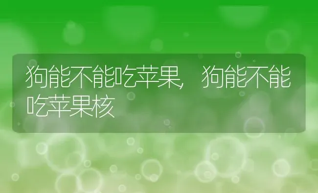 狗能不能吃苹果,狗能不能吃苹果核 | 养殖科普