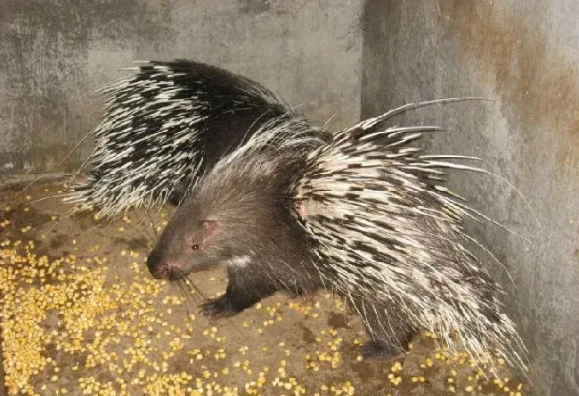 豪猪吃什么东西？饲料种类介绍 | 生活常识