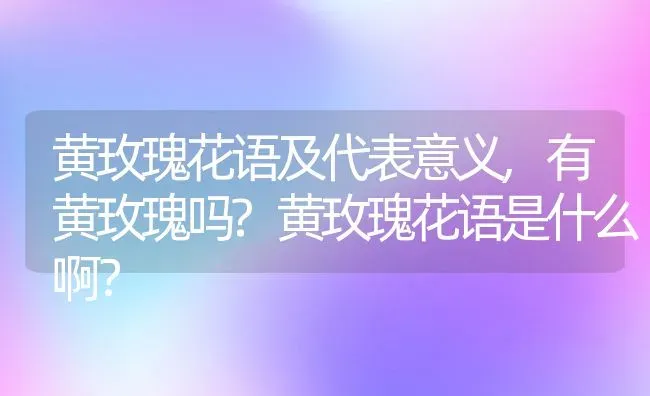 黄玫瑰花语及代表意义,有黄玫瑰吗?黄玫瑰花语是什么啊？ | 养殖科普