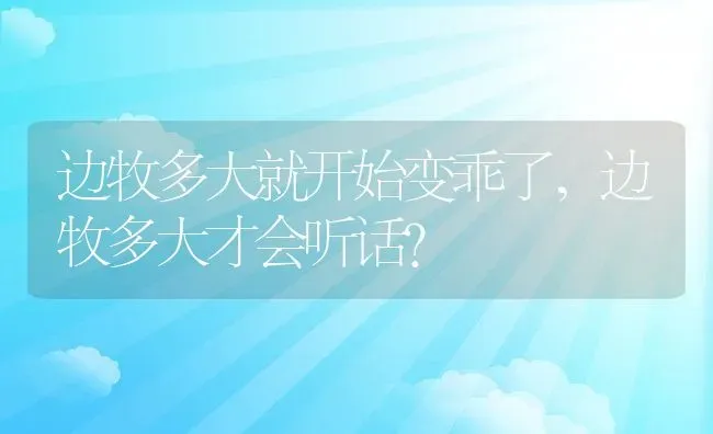 边牧多大就开始变乖了,边牧多大才会听话？ | 养殖学堂