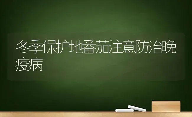 冬季保护地番茄注意防治晚疫病 | 养殖知识