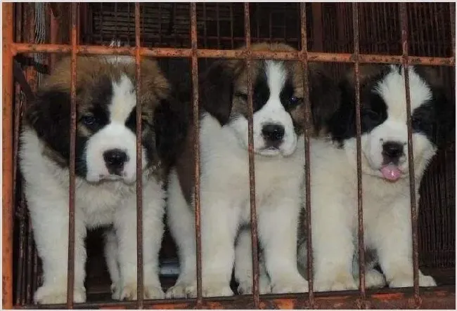 肉狗养殖业发展现状和方向 | 生活常识