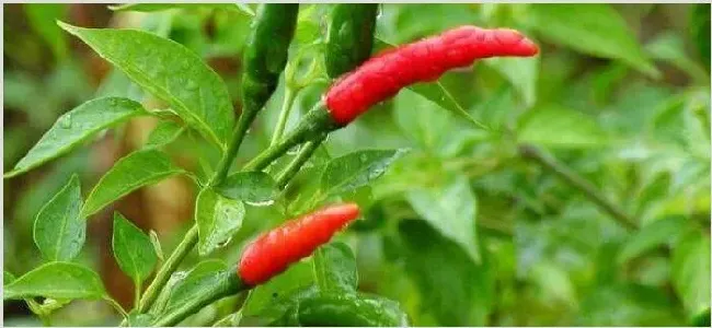 6月份种什么菜合适 | 常识大全