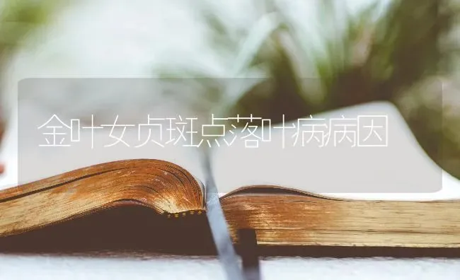 金叶女贞斑点落叶病病因 | 养殖知识