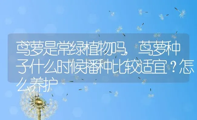 鸢萝是常绿植物吗,茑萝种子什么时候播种比较适宜？怎么养护 | 养殖学堂