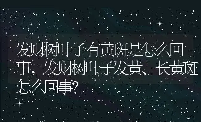 发财树叶子有黄斑是怎么回事,发财树叶子发黄、长黄斑怎么回事？ | 养殖学堂