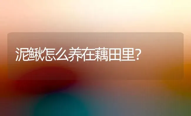 泥鳅怎么养在藕田里? | 养殖技术大全