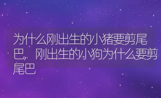 为什么刚出生的小猪要剪尾巴,刚出生的小狗为什么要剪尾巴 | 养殖学堂