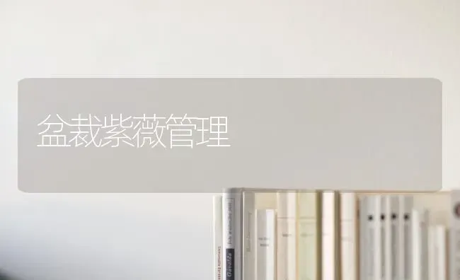盆裁紫薇管理 | 养殖知识