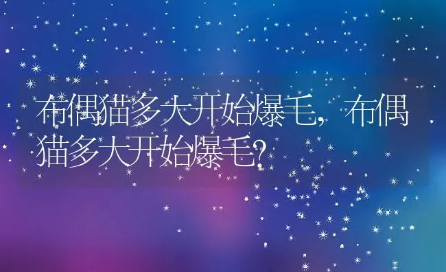 布偶猫多大开始爆毛,布偶猫多大开始爆毛？ | 养殖学堂