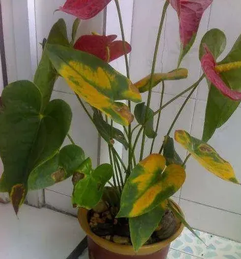 一进门看见红掌好吗,适合放在入户门正对着的大叶植物？