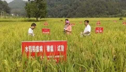 高端杀菌剂：意莎雷 | 生活常识