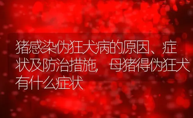 猪感染伪狂犬病的原因、症状及防治措施,母猪得伪狂犬有什么症状 | 养殖学堂