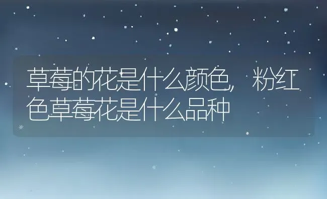 草莓的花是什么颜色,粉红色草莓花是什么品种 | 养殖学堂