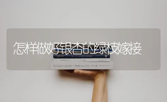 怎样做好银杏的绿枝嫁接 | 养殖知识