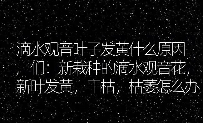 滴水观音叶子发黄什么原因,们：新栽种的滴水观音花，新叶发黄，干枯，枯萎怎么办 | 养殖学堂