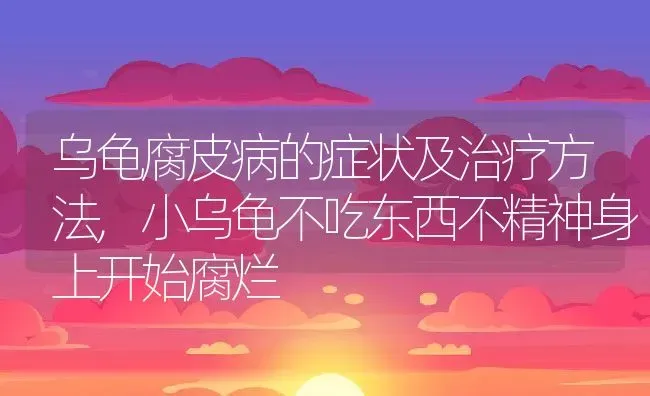 乌龟腐皮病的症状及治疗方法,小乌龟不吃东西不精神身上开始腐烂 | 养殖学堂