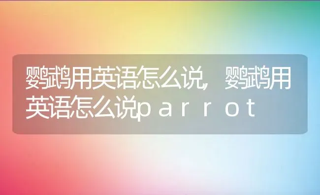 鹦鹉用英语怎么说,鹦鹉用英语怎么说parrot | 养殖资料