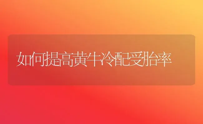 如何提高黄牛冷配受胎率 | 养殖知识