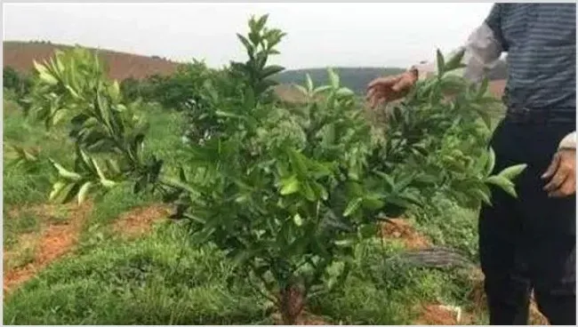 柑橘修剪三大禁忌你知道吗？ | 生活妙招