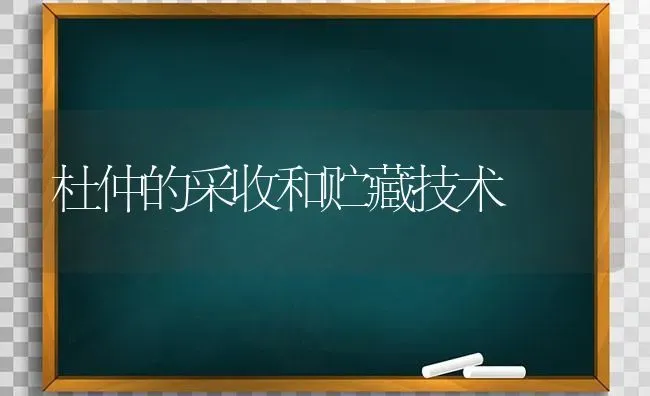 杜仲的采收和贮藏技术 | 养殖技术大全