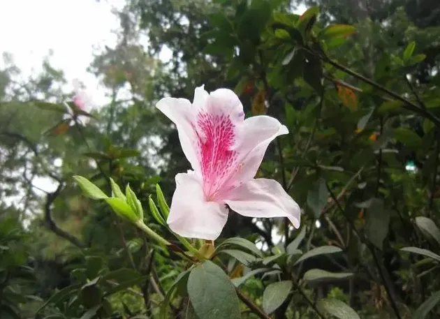 毛杜鹃是草本还是木本,杜鹃花是早本还是木本？