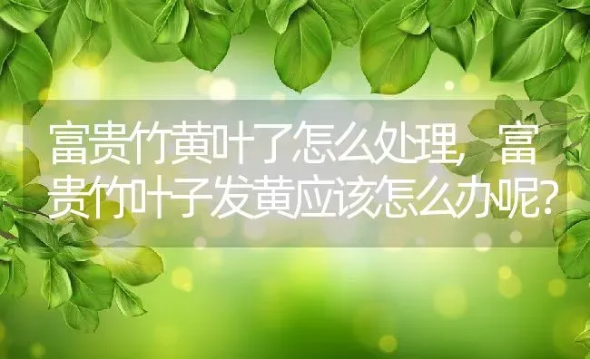 富贵竹黄叶了怎么处理,富贵竹叶子发黄应该怎么办呢？ | 养殖学堂