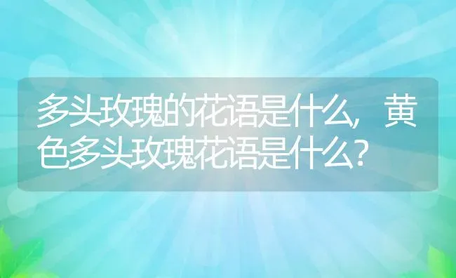 多头玫瑰的花语是什么,黄色多头玫瑰花语是什么？ | 养殖科普