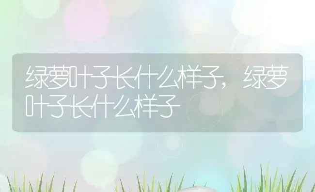 绿萝叶子长什么样子,绿萝叶子长什么样子 | 养殖科普